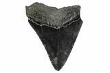 Serrated, Fossil Megalodon Tooth - South Carolina #341481-1